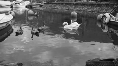 ducks and swans swimming peacefully in a harbor area