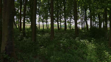 Green-trees-blowing-in-the-wind.-Woodland-Scene