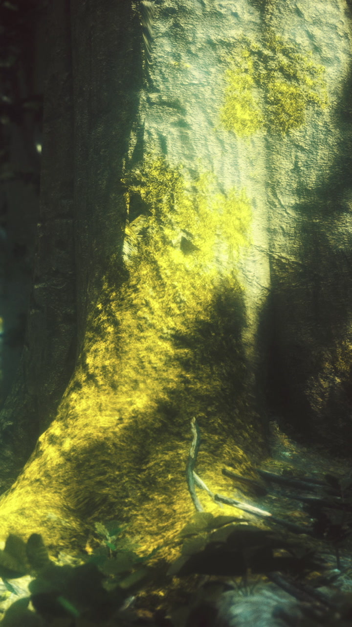 Moss and sunlight on a tree trunk in a forest during daytime