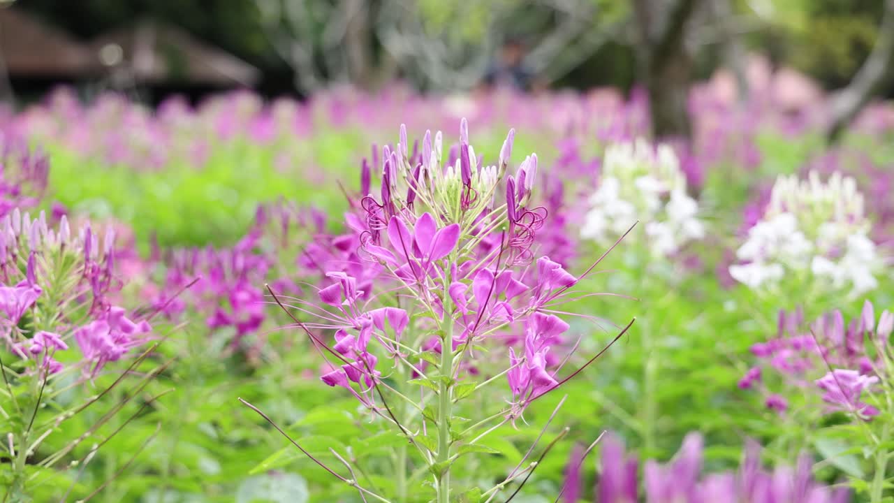 el lapso de tiempo de las flores que florecen en un jardín.