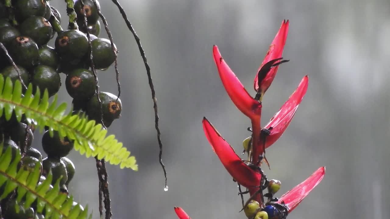 lluvia torrencial en las frutas de la palma, la flor de heliconia y los helechos con el bosque nuboso detrás