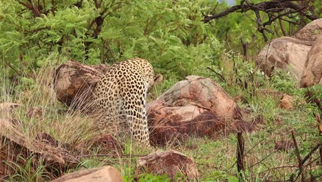 un leopardo macho sentado en el exuberante arbusto verde y acicalándose, parque nacional kruger