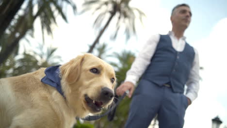 man walking his golden retriever dog in a park