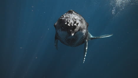 Majestuosos-Rayos-De-Luz-Bailan-Sobre-Una-Cría-De-Ballena-Jorobada-Nadando-En-Aguas-Cristalinas-Y-Azules,-En-Cámara-Lenta