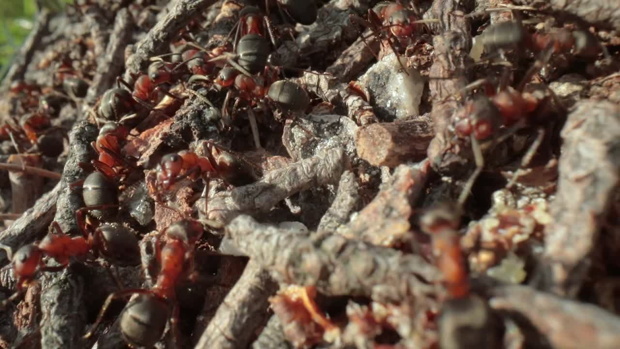 Formicaio selvatico nella foresta, scatto super macro in primo piano