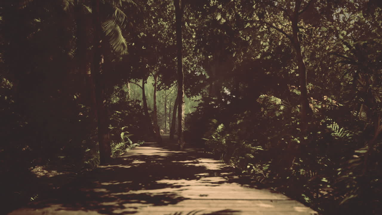 Pathway through lush tropical forest during daylight hours