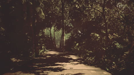 pathway through lush tropical forest during daylight hours