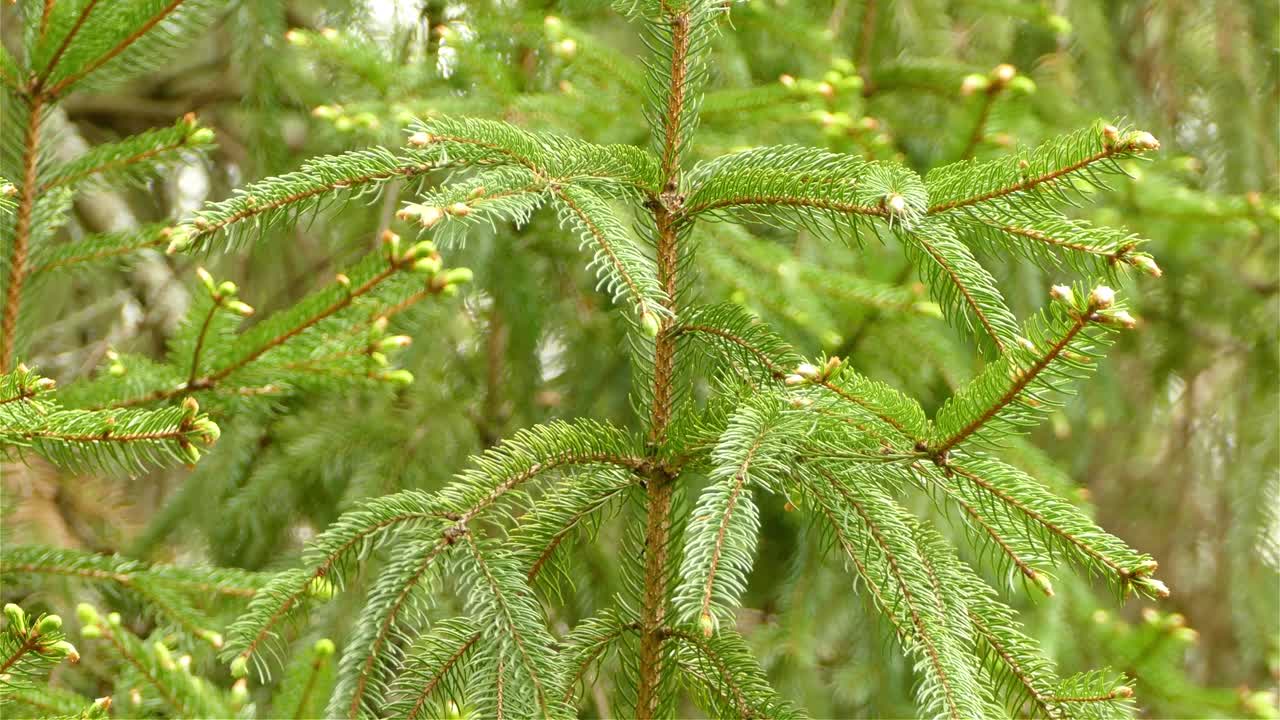 목련 워블러 새가 어린 녹색 활기찬 가문비나무, 동작 보기