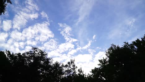 Cielo-Azul-Y-La-Transición-De-Los-árboles