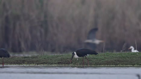 woolly-necked storks fishing in wetland-7