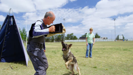 trainer training a shepherd dog in the field 4k