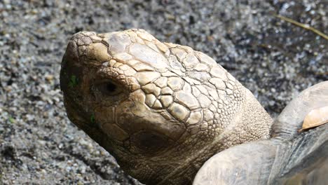 big turtle resting close up