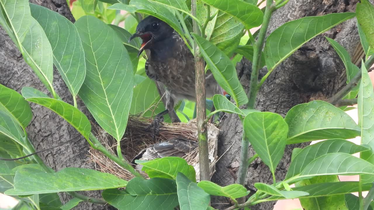 Red vented bulbul bird relaxing with chicks