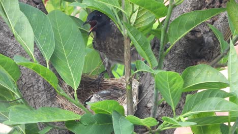 Pájaro-Bulbul-Ventilado-Rojo-Relajándose-Con-Polluelos