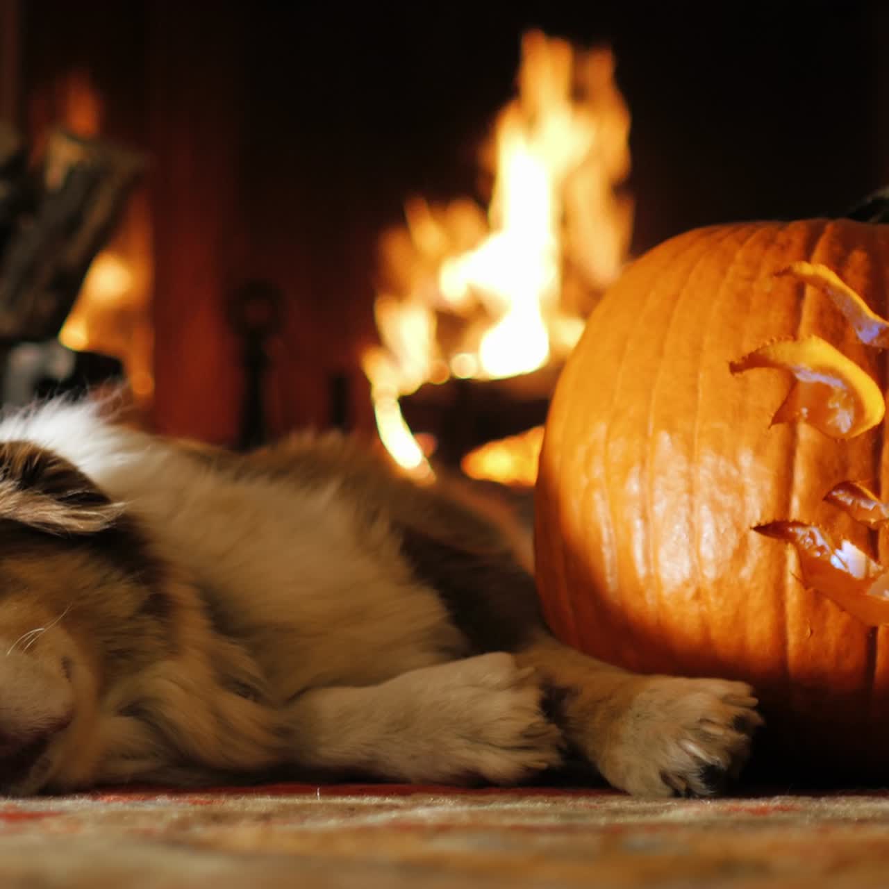 perro durmiendo cerca de una calabaza tallada 1