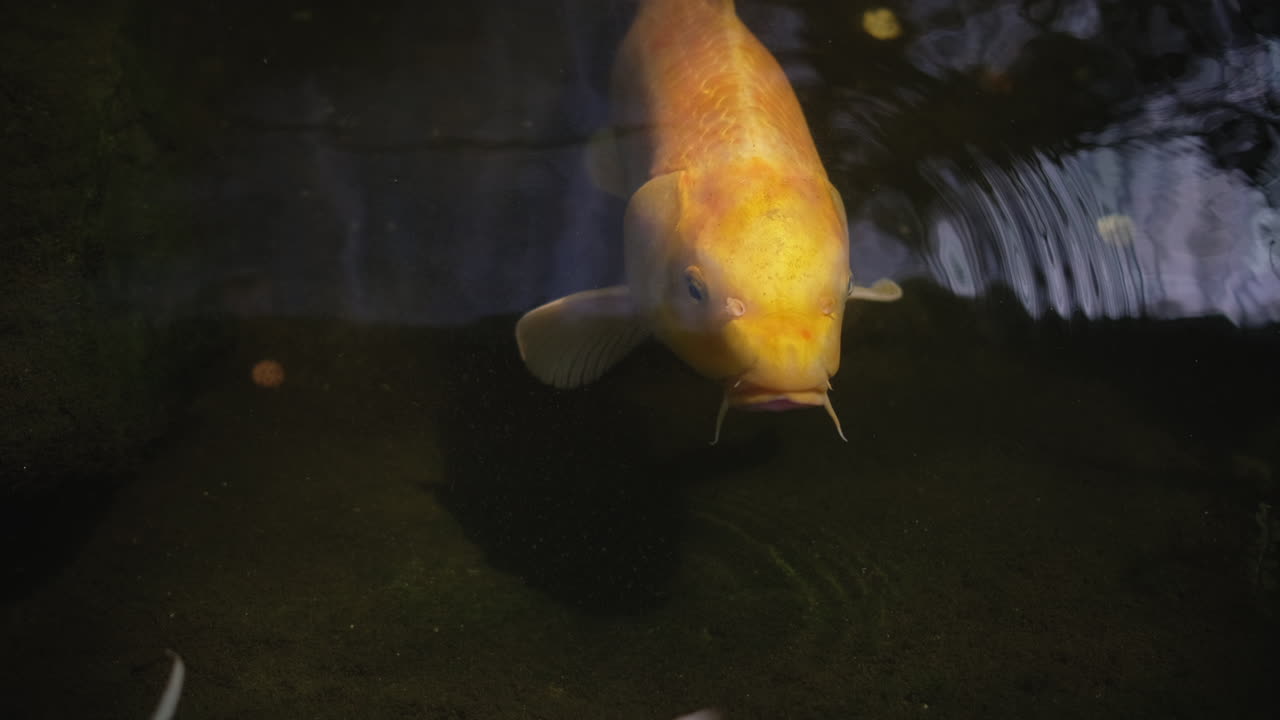 Pesci Koi in uno stagno