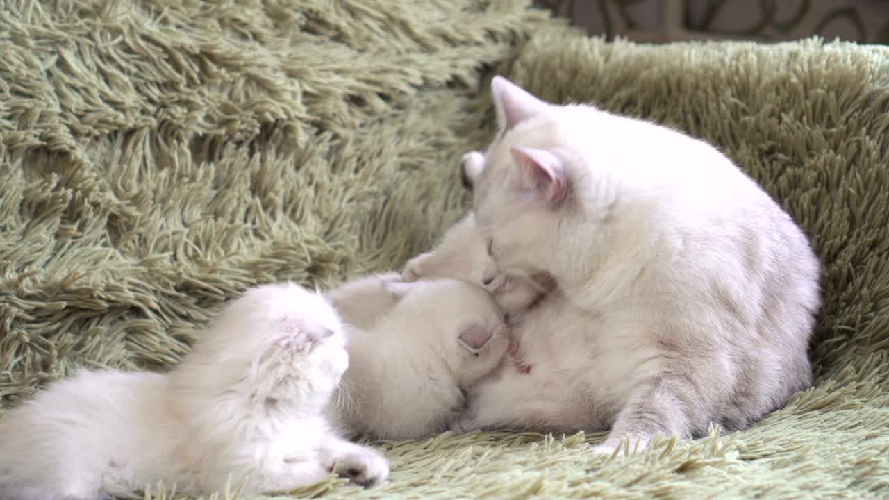 새끼 고양이는 고양이의 엄마의 우유를 먹고 있습니다.