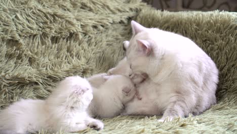 los gatitos están comiendo la leche de la madre de los gatos