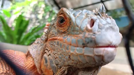 red iguana in a wire cage in a reptile sanctuary_close up shot