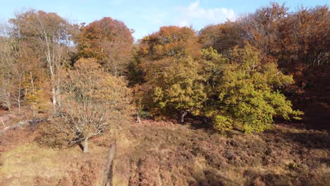 Epping-Forest-Uk-En-Otoño,-Vibrantes-Colores-De-árboles-Día-Soleado-Tiro-De-Grúa-Aérea