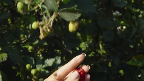 Nahaufnahme-Der-Hand-Einer-Frau,-Die-Auf-Einer-Bioplantage-Eine-Brombeerfrucht-Erntet