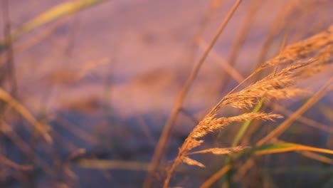 Idyllic-view-of-empty-Baltic-sea-coastline,-yellow-grass-in-foreground,-white-sand-seashore-dunes-and-beach,-coastal-erosion,-climate-changes,-golden-hour-light,-closeup-shot