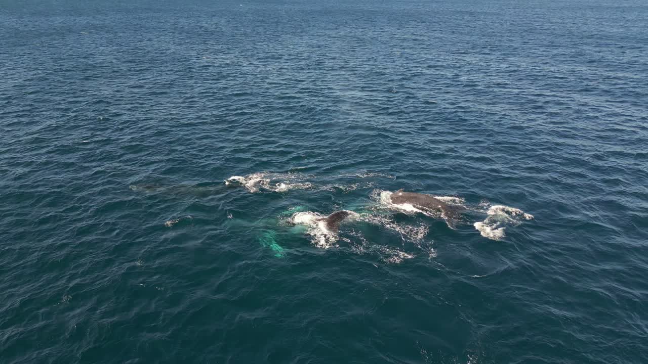 시드니 해안선의 푸른 태평양에 숨을 쉬고 물을 뿌리는 고래들의 무리
