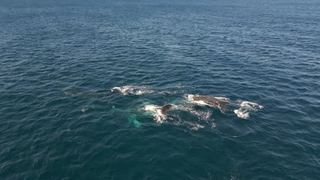 grupo de ballenas respirando y rociando el chorro de agua en el océano pacífico azul en la costa de sydney