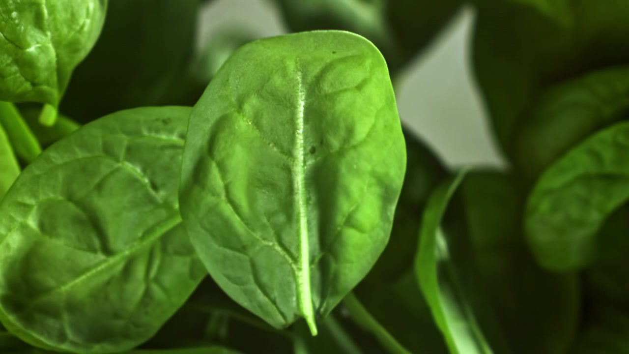 Foglie di spinaci di un verde vibrante messe a fuoco in dettaglio