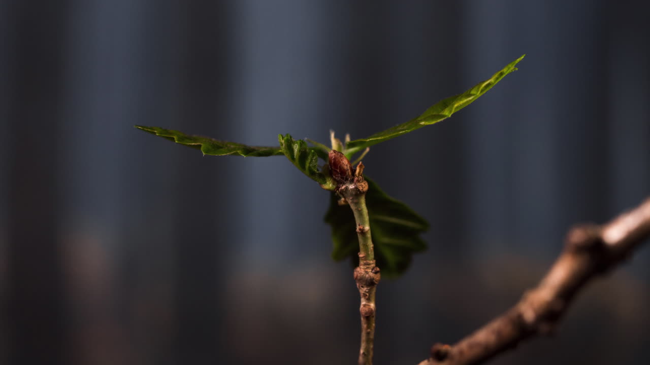 time lapse of a bud of a young tree germinating
