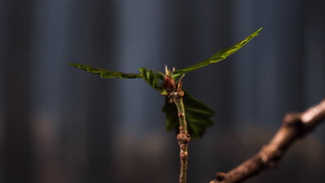 time lapse of a bud of a young tree germinating