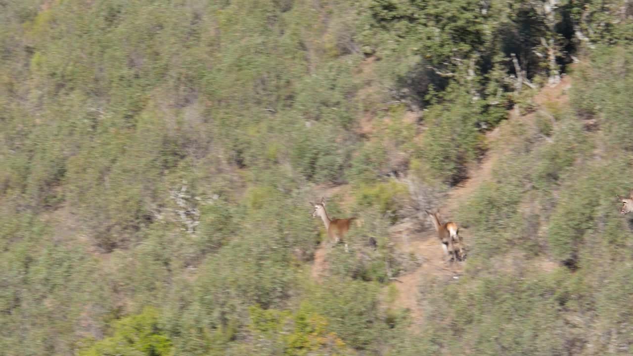 A group of deer moves through a thick and steep mountain