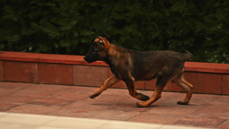 Malinois-Belga-Activo-Está-Ejecutando-Un-área-Al-Aire-Libre