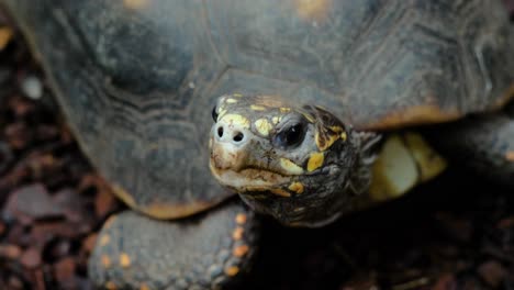 close up shot of red-footed tortoise breathing