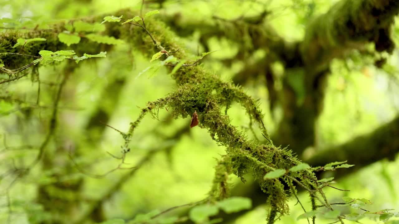 primer plano de ramas de musgo en un bosque exuberante