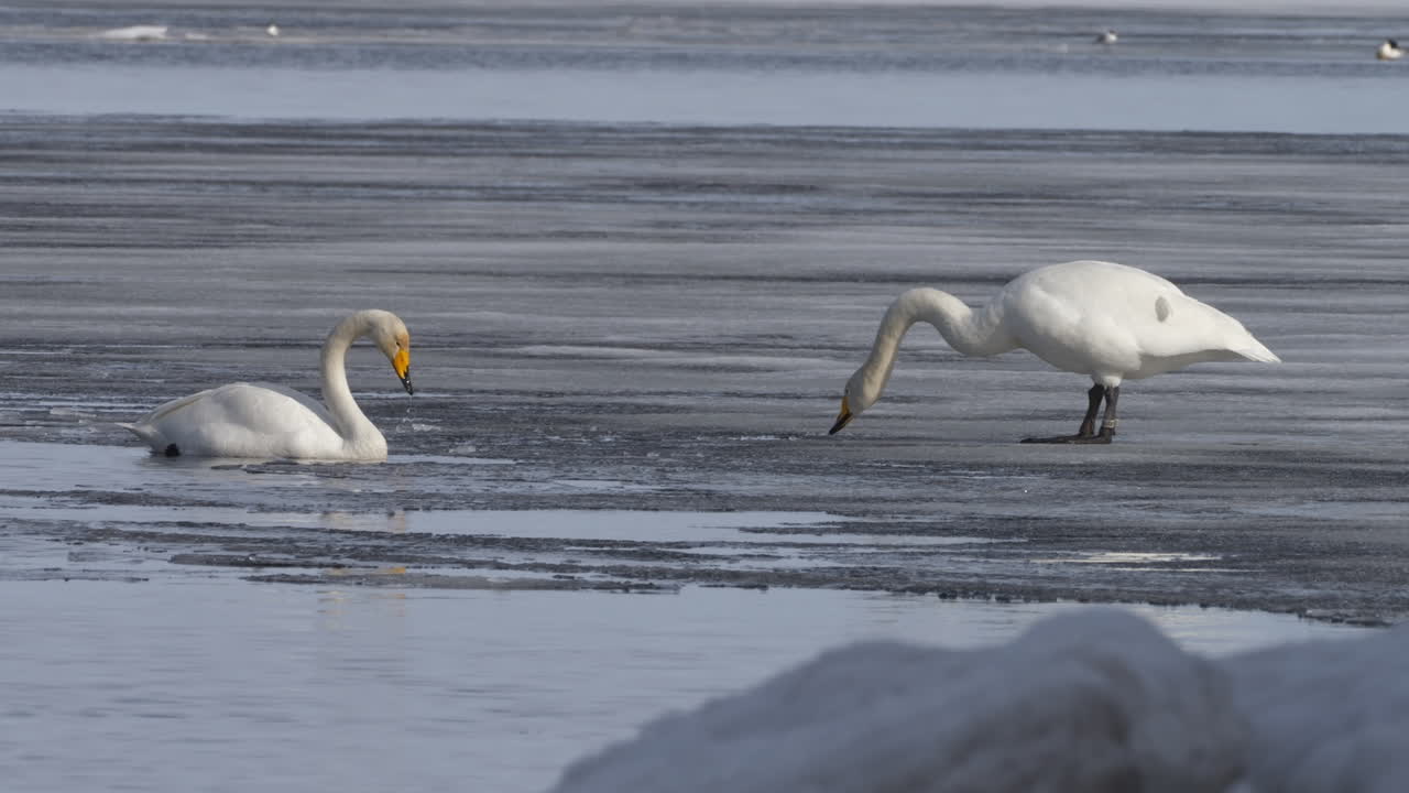 hermosos cisnes comunes parados sobre hielo en un frío día de invierno, vista en cámara lenta