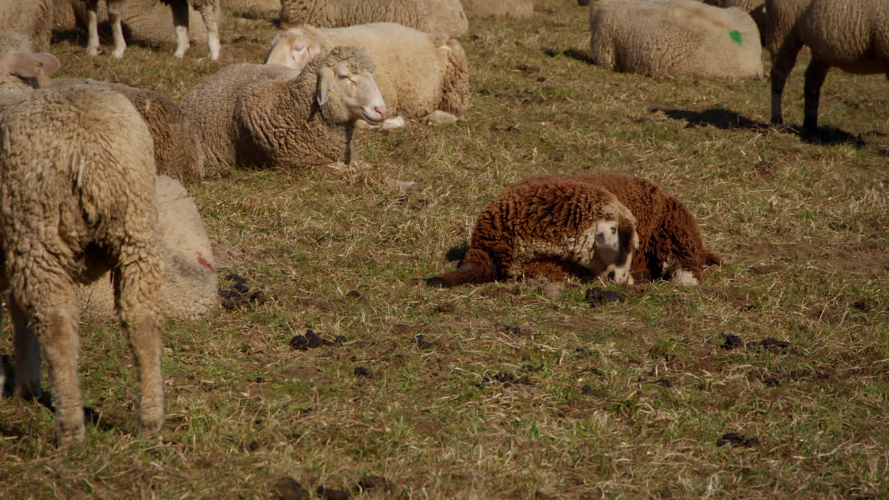좁은 목초지에 서 있는 양 떼