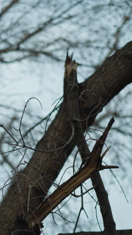primer plano de una rama de árbol rota contra un telón de fondo de una red de ramas desnudas entrelazadas y un cielo pálido