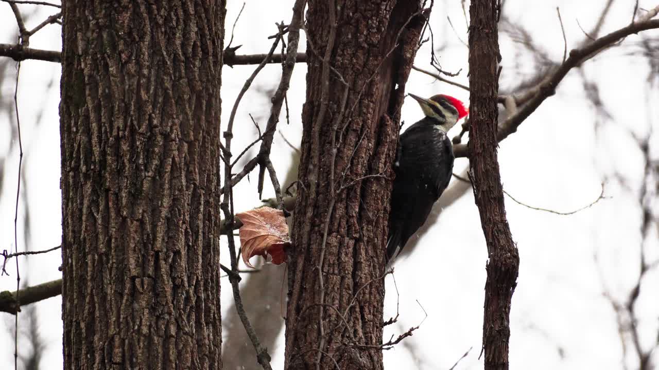 toma en cámara lenta de un pájaro carpintero de cabeza roja mirando dentro de un tronco de árbol con nieve