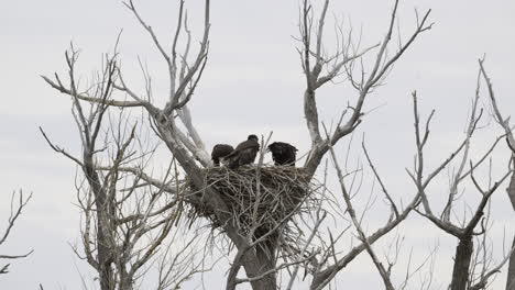 bald eagle  on nest feeding two chicks