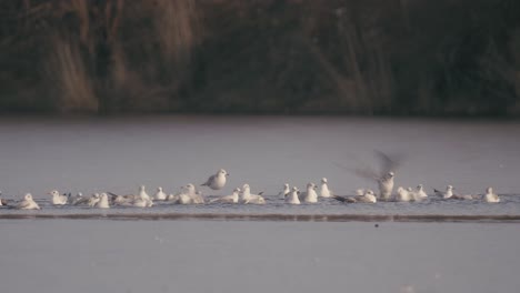 Möwen-Strömen-Zu-Einem-Loch-Im-Eis-Eines-Zugefrorenen-Sees-Und-Genießen-Die-Gelegenheit,-Im-Wasser-Zu-Schwimmen