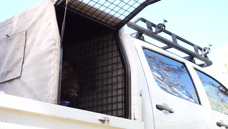 Mottle-colored-working-dog-jumps-up-onto-tray-of-truck,-slow-motion