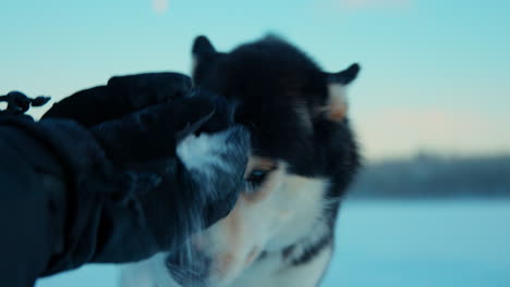 gorgeous blue eyed husky dog sniffing snow held in owners hands in lapland