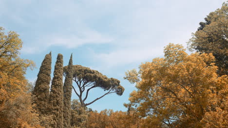 autumn trees and sky