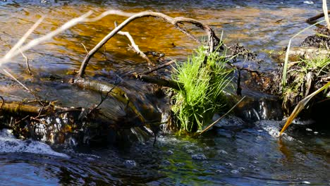 a crystal clear creek flowing over some fallen branches