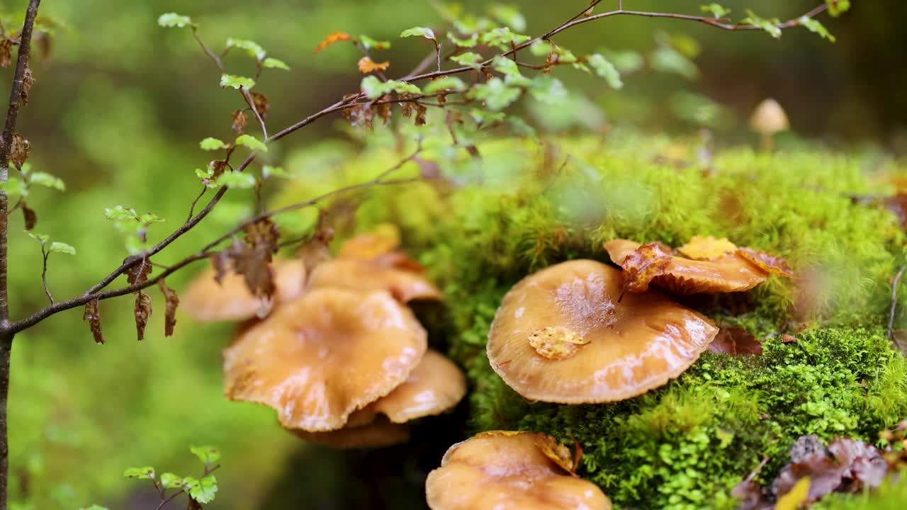 Bracket fungi grow on moss-covered log, camera slowly pans, soft natural daylight, lush forest