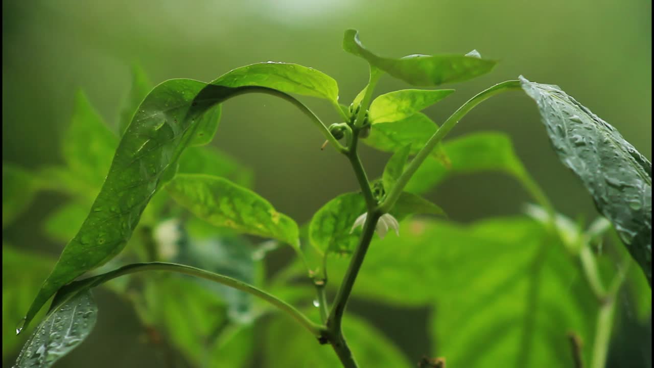 primer plano de una planta de pimienta húmeda