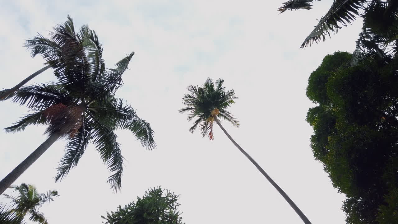 Tall Palm Trees Against Bright Sky In Sydney, NSW