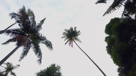 Hohe-Palmen-Gegen-Hellen-Himmel-In-Sydney,-Nsw