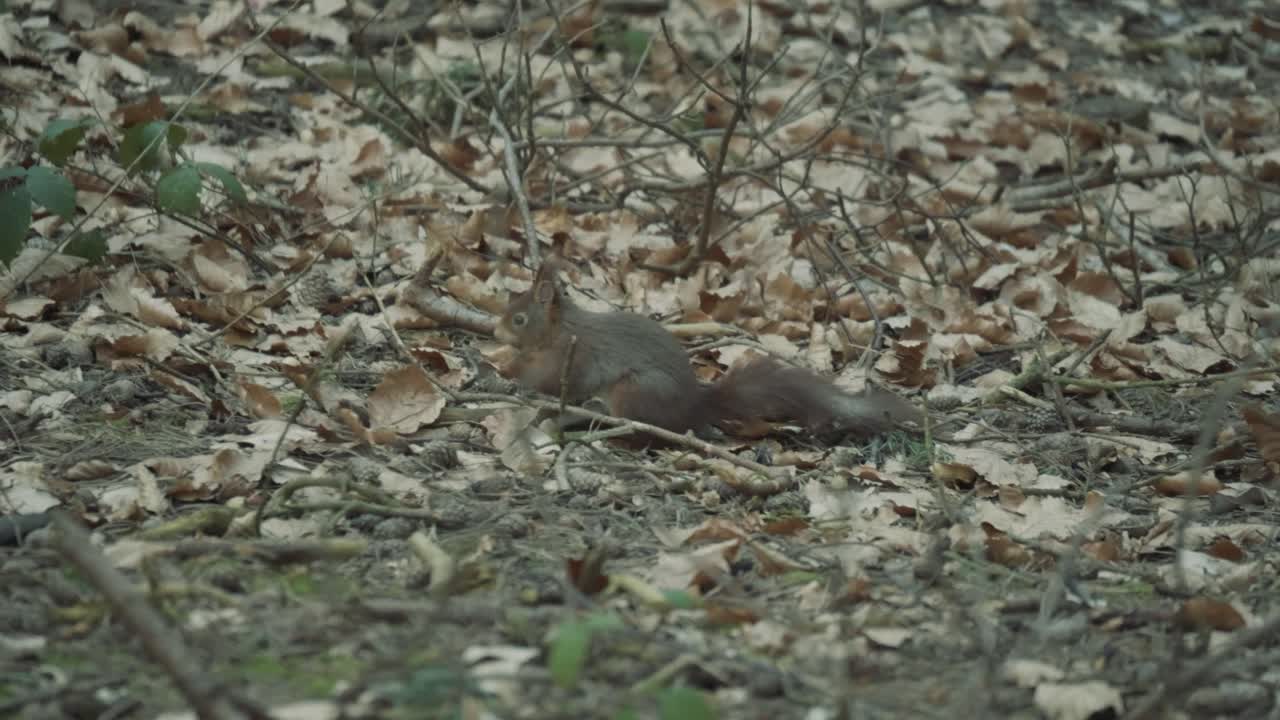 Scoiattolo rosso che si muove nel bosco raccogliendo e seppellendo noci